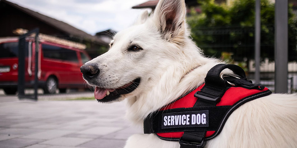 Service Dog